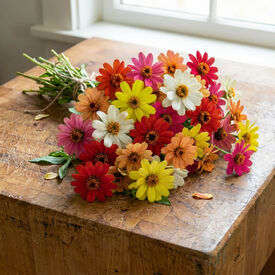 Profusion Mix, Zinnia Seeds